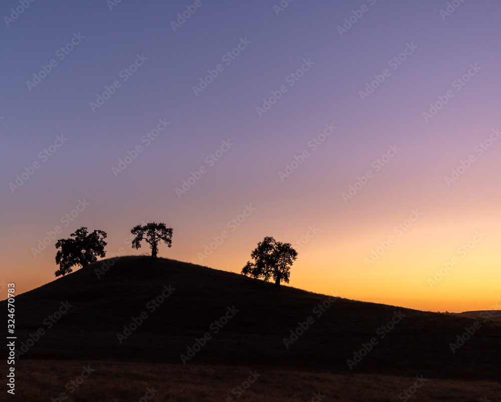 Tree silhouette in the sunset in the Central Valley 