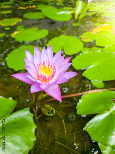 Closeup image of beautiful purple water lilly bloomin on the pond