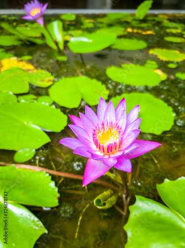 Beautiful photo of violet waterlilies growing in small pond at garden