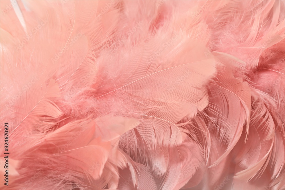 Hintergrund rosa Federn, Makro