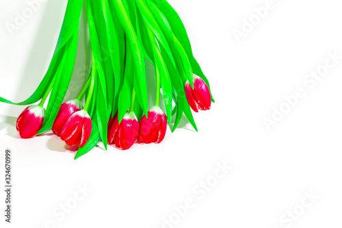 Bouquet of red tulips on a white background. International women day. Holidays. Hello spring