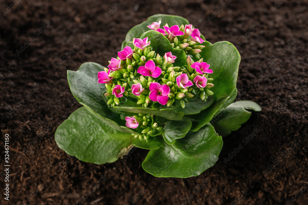 Kalanchoe plant with pink flowers on soil Kalanchoe plant with pink flowers on soil