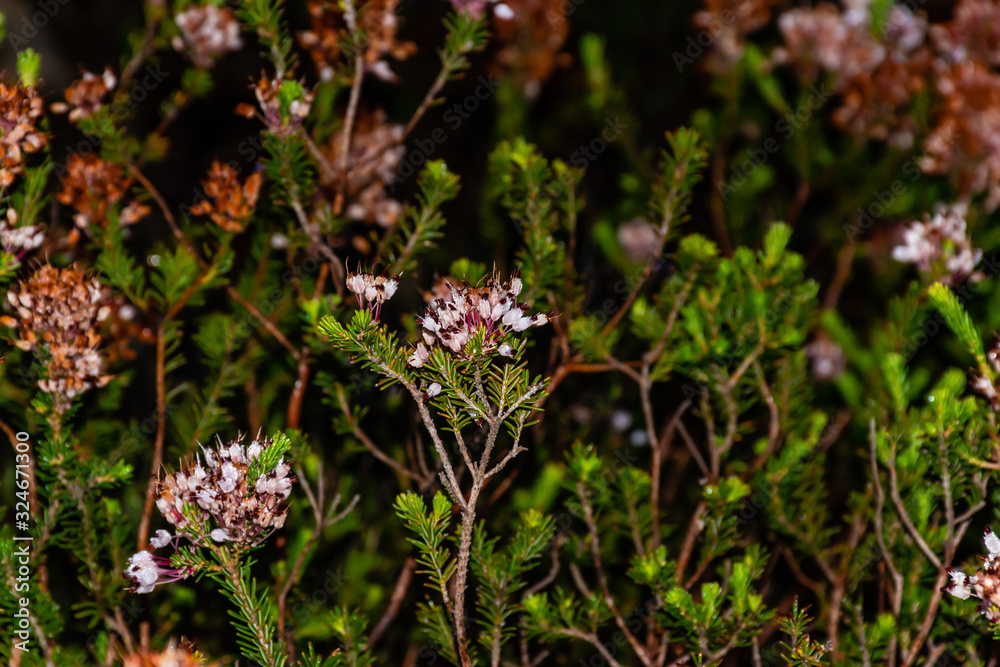 Close-up of Erica multiflora flower petals covered in morning dew shot in the wild in the Calanques natural park in the Mediterranean Basin (France) Close-up of Erica multiflora flower petals covered in morning dew shot in the wild in the Calanques natural park in the Mediterranean Basin (France)