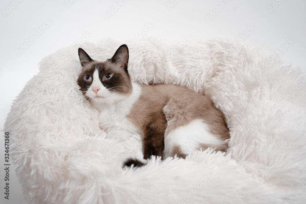 Obraz premium cat on a pillow