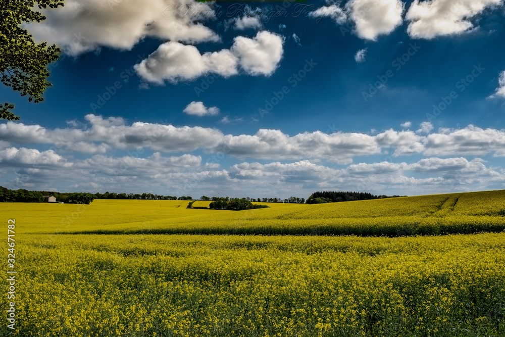 Fototapeta premium Natur pur 