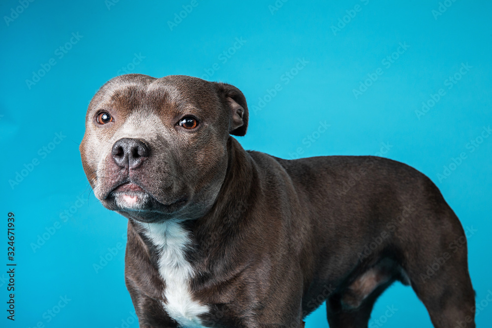 Adorable American Staffordshire Terrier standing in studio