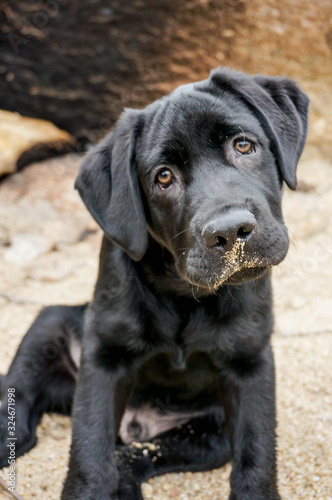 Wallpaper Mural Labrador puppy Torontodigital.ca