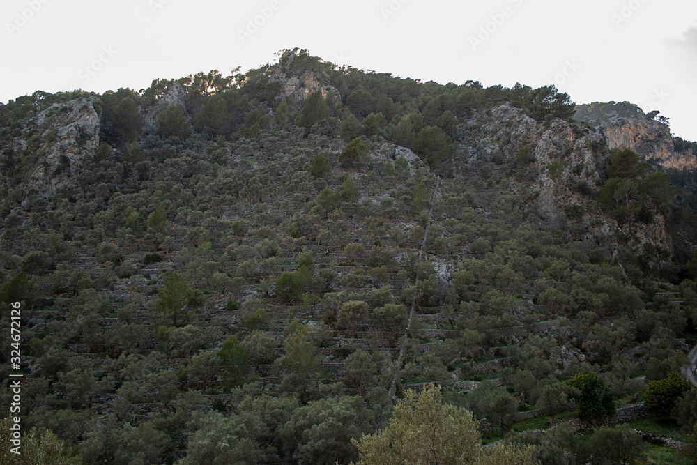 plantación de olivos centenarios en montaña con pinos plantación de olivos centenarios en montaña con pinos