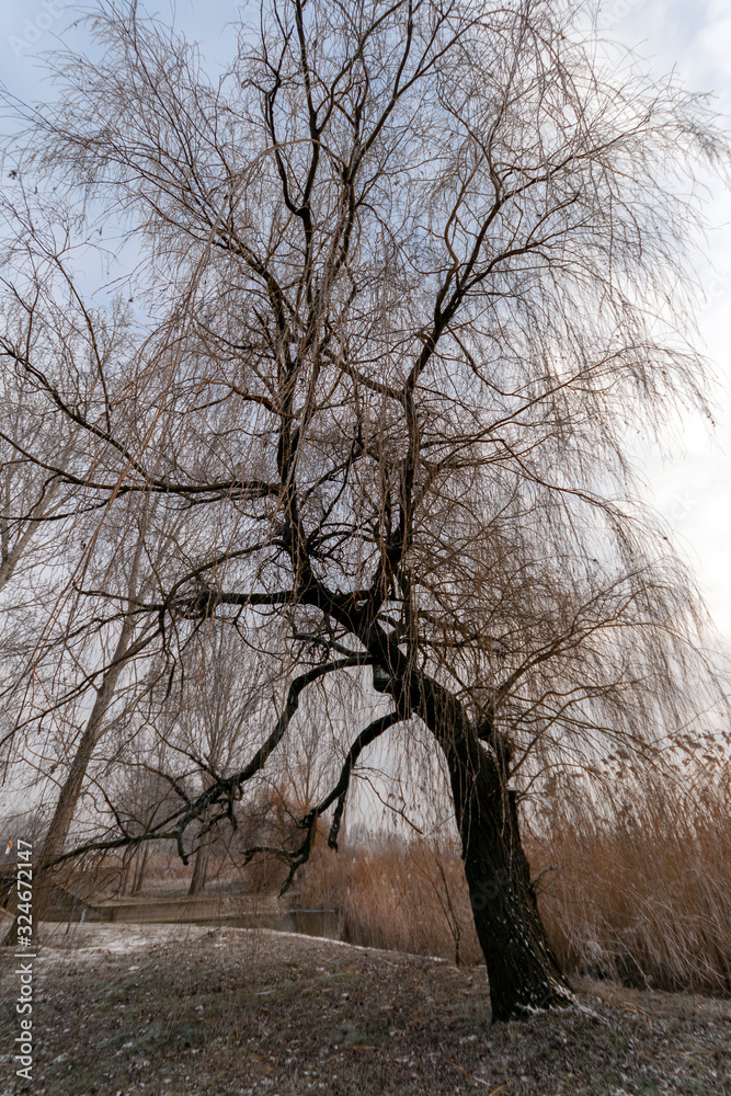 Winter trees in the hungarian countryside Winter trees in the hungarian countryside