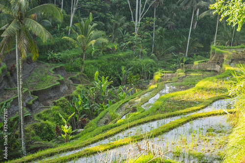 Tropical island with rice fields stock photo