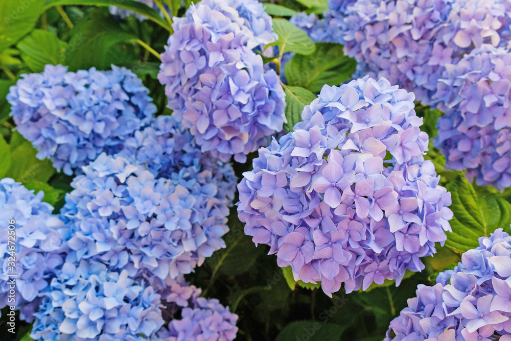 Beautiful fresh pastel purple hydrangea flowers in full bloom in the garden. Beautiful fresh pastel purple hydrangea flowers in full bloom in the garden.