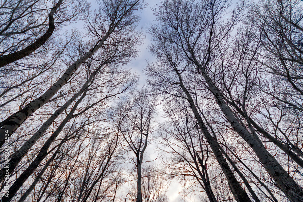 Winter trees in the hungarian countryside Winter trees in the hungarian countryside