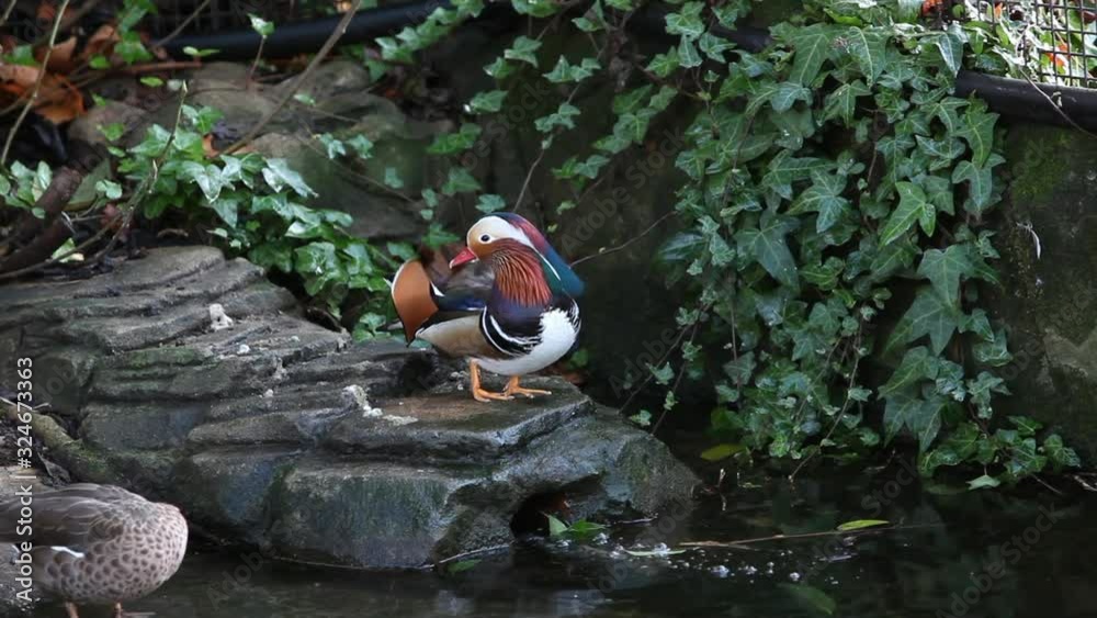 Mandarin ducks swimming and jumping in pond Mandarin ducks swimming and jumping in pond