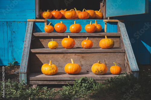 Autumn harvest halloween concept. Fall pumpkins on the stairs