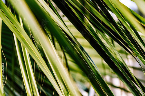 Tropical Palm Leaves Texture  close up