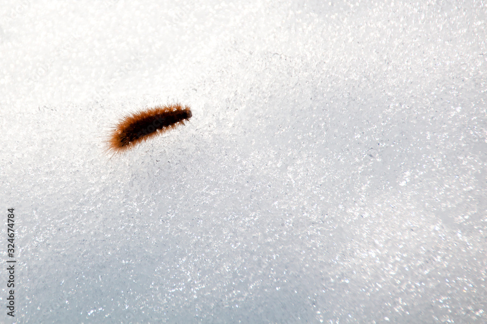 worm in the snow in a sunny day worm in the snow in a sunny day