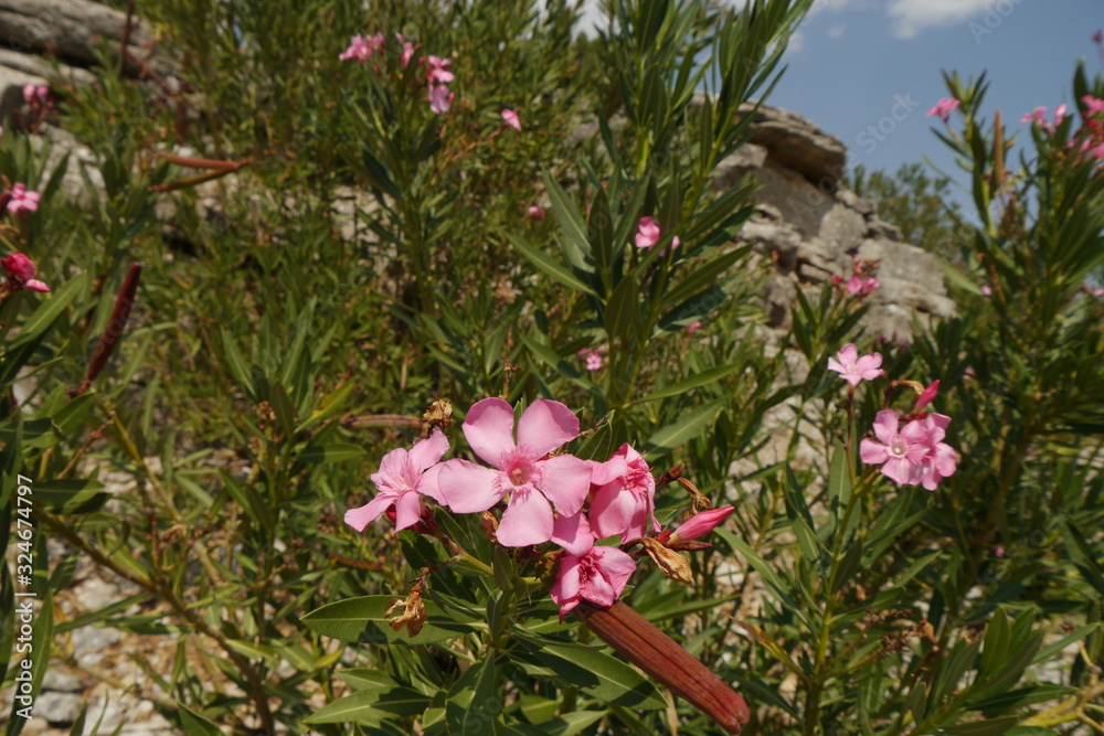 Blühender Oleander in felsiger Berglandschaft Blühender Oleander in felsiger Berglandschaft