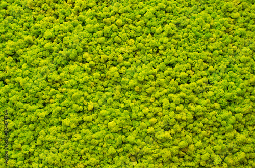 Reindeer moss wall, a green wall decoration made of reindeer lichen Cladonia rangiferina, usable for interior mock ups