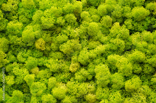 Reindeer moss wall, a green wall decoration made of reindeer lichen Cladonia ...