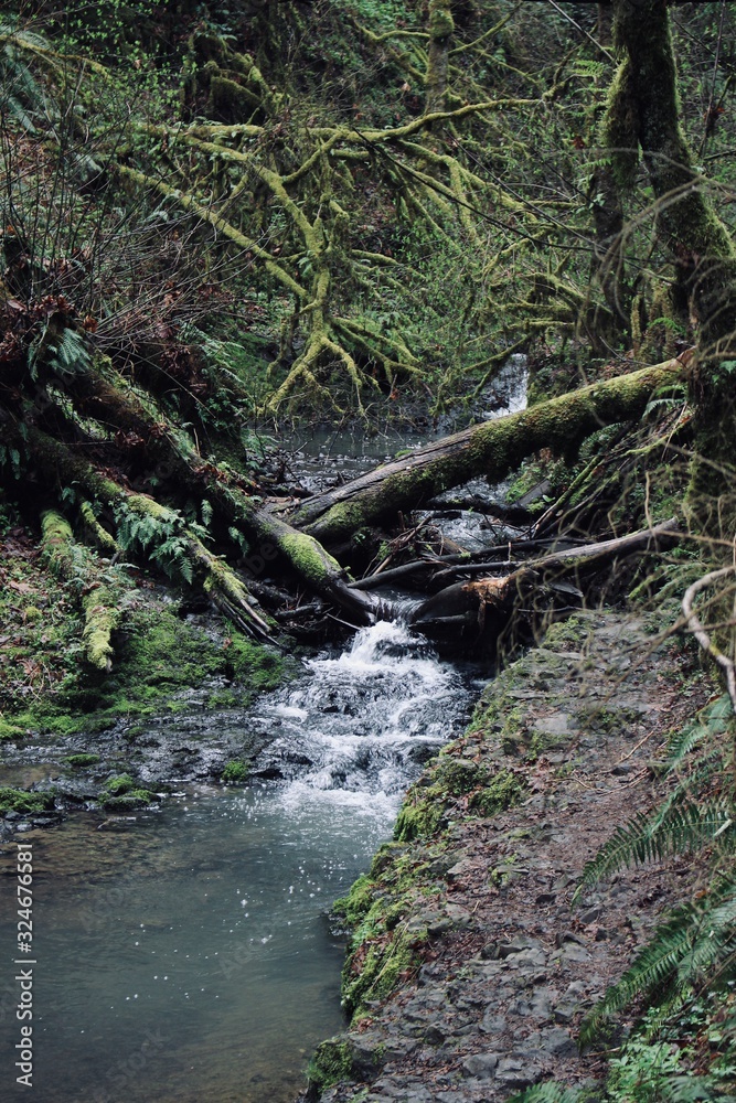 Water stream in a very green forest Water stream in a very green forest