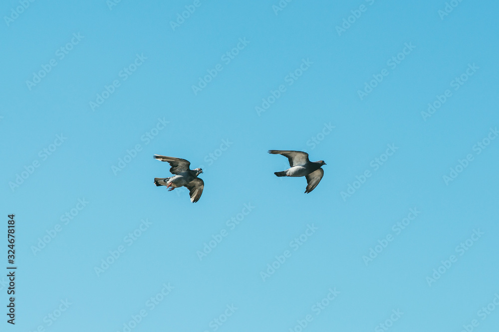 two loving gray dove pigeons flying under blue sky two loving gray dove pigeons flying under blue sky
