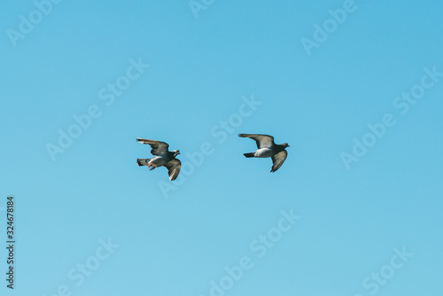 two loving gray dove pigeons flying under blue sky
