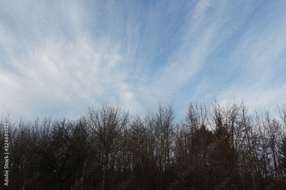 Young trees with dry leaves in brown shades with a couple pines. on the background of blue sky with cirrus clouds Young trees with dry leaves in brown shades with a couple pines. on the background of blue sky with cirrus clouds