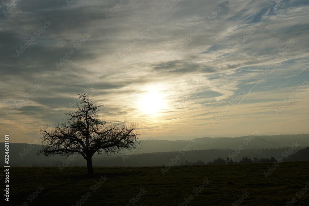 a lonely apple tree in winter  on a meadow with mountains and sunset with cirrus clouds