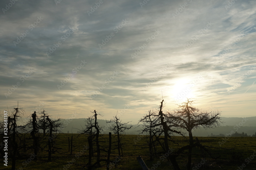 Obraz premium several dwarf apple trees in tree orchard in winter on a meadow with mountains and sunset with cirrus clouds