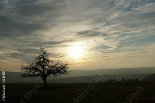 a lonely apple tree in winter  on a meadow with mountains and sunset with cirrus clouds