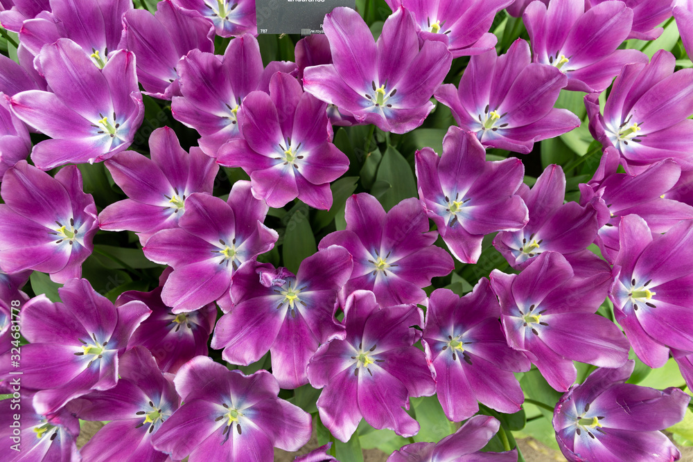Top view of beautiful purple tulips. Close Up spring tulip flowers with white middle and wide opene petals Top view of beautiful purple tulips. Close Up spring tulip flowers with white middle and wide opene petals