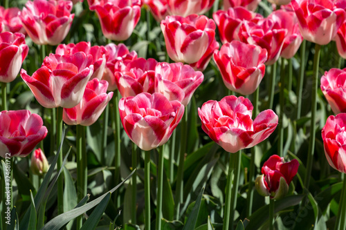 Beautiful pink and white tulips with petals in the shape of hearts. Closeup of tulip flowers in the springtime in Netherlands..