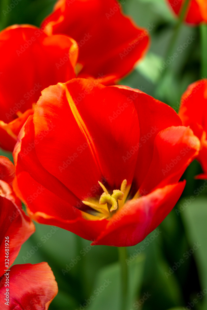Closeup of a big red tulip flower. Natural floral background.