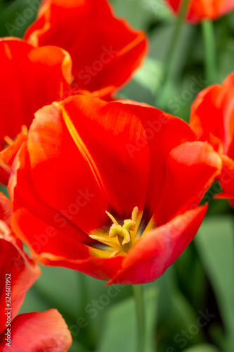 Closeup of a big red tulip flower