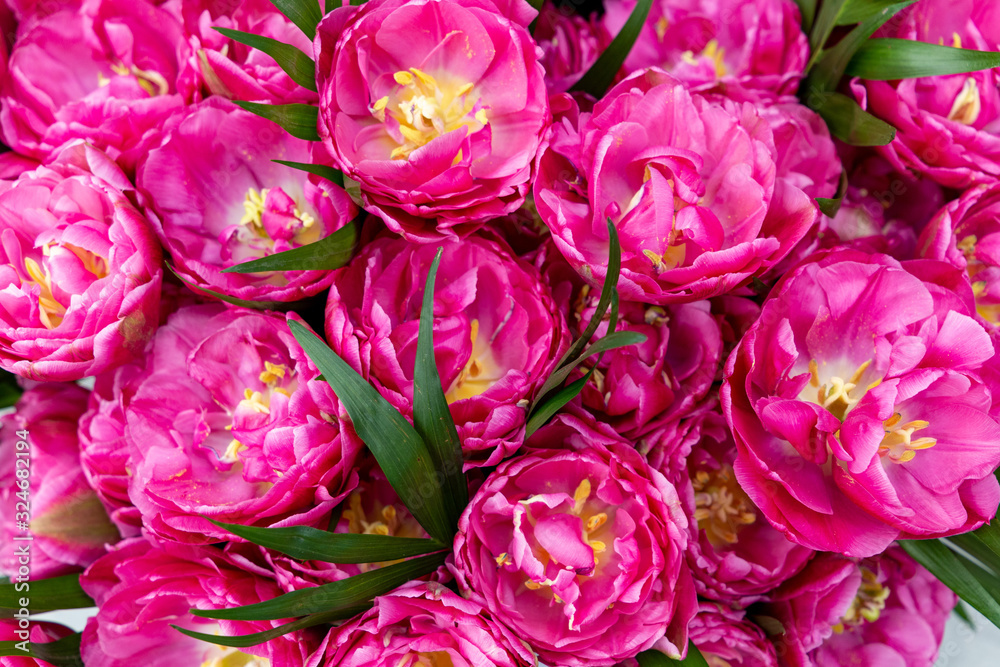 Cultivated unusual tulip flowers. Many petals, pistils and stamens. Springtime background Cultivated unusual tulip flowers. Many petals, pistils and stamens. Springtime background