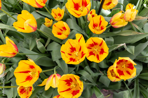 Beautiful orange striped tulips  Closeup of tulip flowers in the springtime in Netherlands