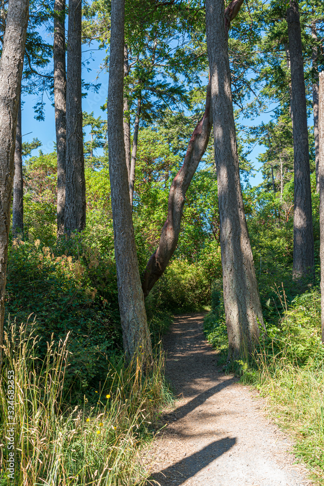 Fototapeta premium path in the forest