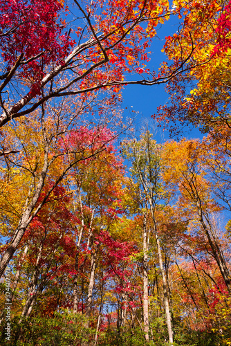 yellow maple tree in autumn