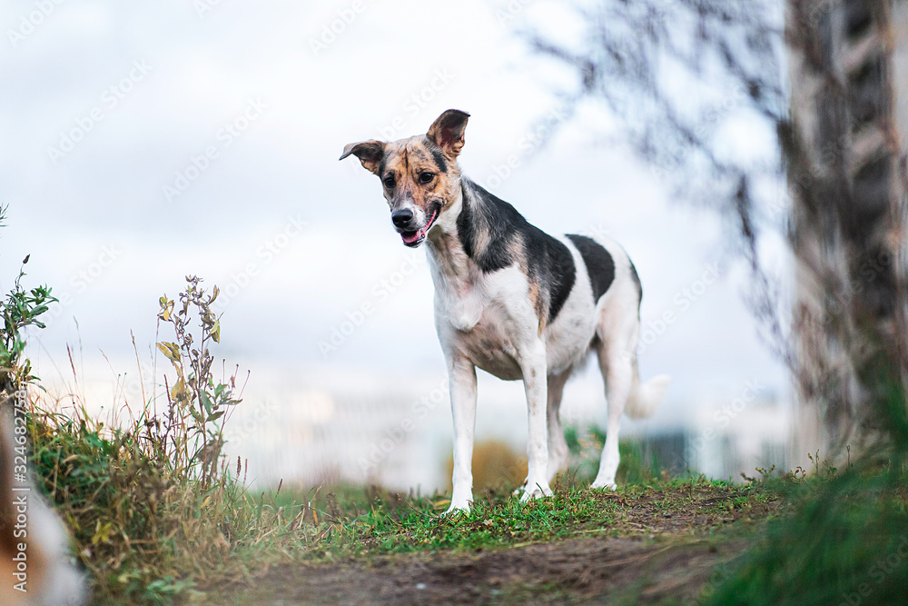 Calm mongrel dog in countryside in dusk