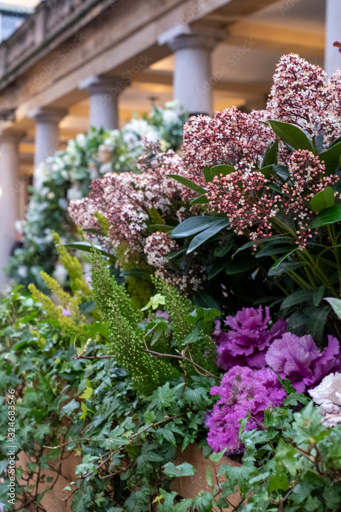 Fototapeta premium Purple ornamental cabbage plants growing amongst other plants, photographed in the piazza at Covent Garden historic market, London UK