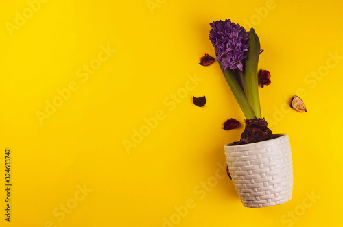Fototapeta Naklejka Na Ścianę i Meble -  Valentines Women's mothers day concept 8 March Spring, violet flower on yellow background, copy space, top view