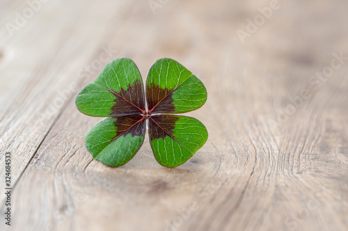 clover on wooden background