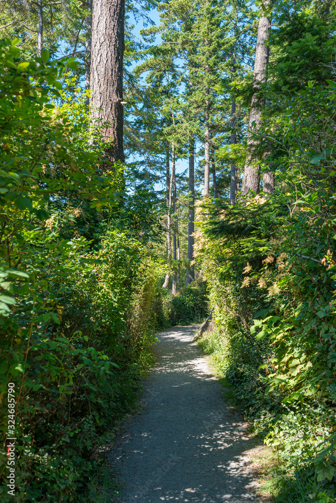 path in forest