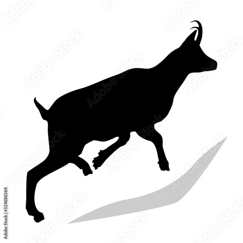 Chamois (Rupicapra Rupicapra) Silhouette in Black - side profile. Drawing of a real mountain goat moving upwards.