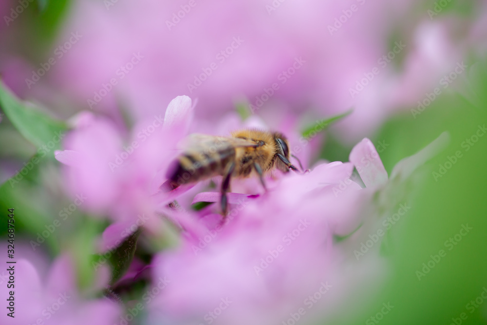 Honey bee collects nectar and pollen from Phlox subulata, creeping phlox, moss phlox, moss pink, or mountain phlox. Honey plant in summer on alpine flowerbed. Selective focus. Honey bee collects nectar and pollen from Phlox subulata, creeping phlox, moss phlox, moss pink, or mountain phlox. Honey plant in summer on alpine flowerbed. Selective focus.