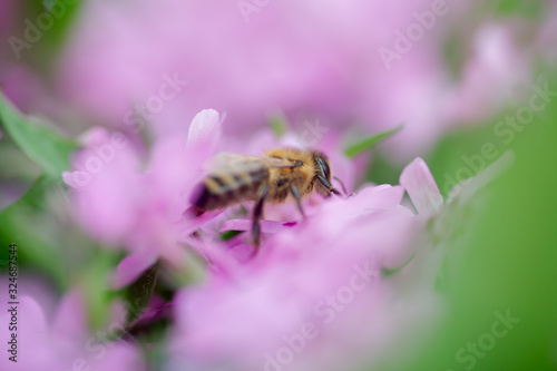 Honey bee collects nectar and pollen from Phlox subulata, creeping phlox, moss phlox, moss pink, or mountain phlox. Honey plant in summer on alpine flowerbed. Selective focus. © Maryna