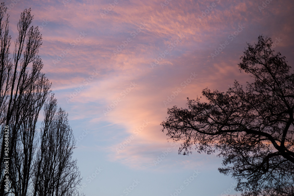 View of trees silhouttes on a beautiful cloudy sky by sunset