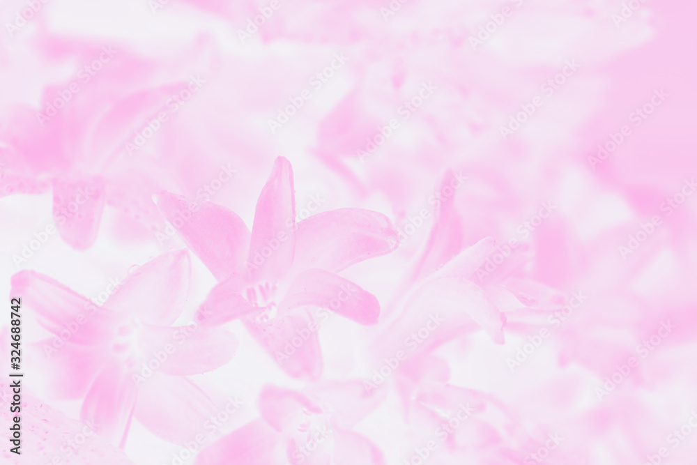 Pastel pink gradient abstract background with hyacinth flower pattern