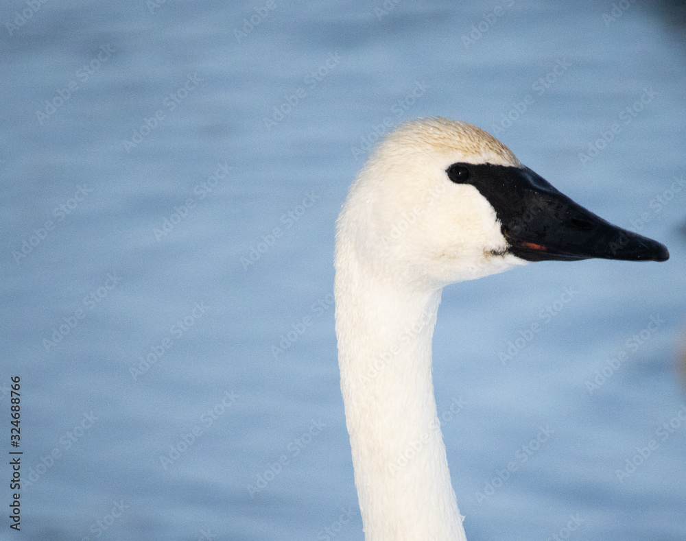 Obraz premium white swan