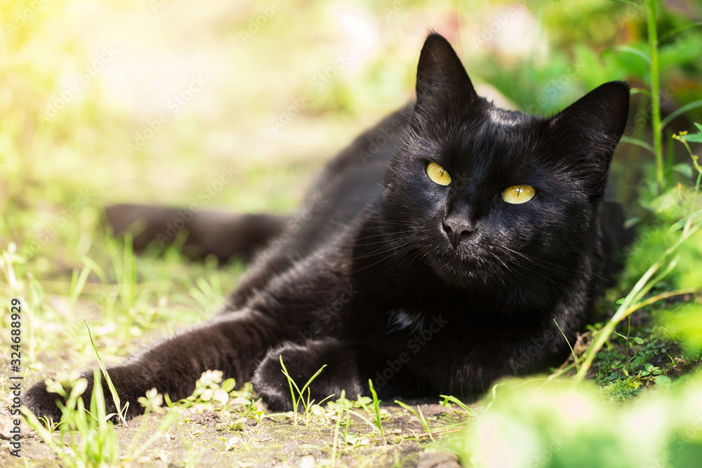 Beautiful bombay black cat portrait with yellow eyes and attentive look lies in spring garden in sunlight